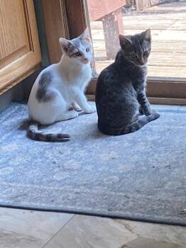 Cher -  Domestic Short Hair Cat for Adoption - Cher | PetCurious