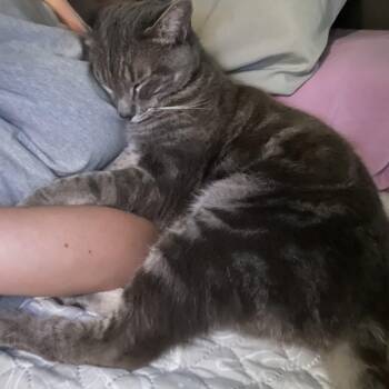 Domestic Short Hair Cats Available for Adoption - Valentino INDOOR ONLY  | PetCurious