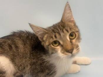Domestic Short Hair Cats Available for Adoption - Robin | PetCurious
