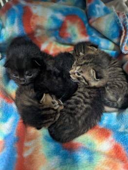 Breezy -  Domestic Short Hair Cat for Adoption in Evansville, Indiana - Breezy | PetCurious
