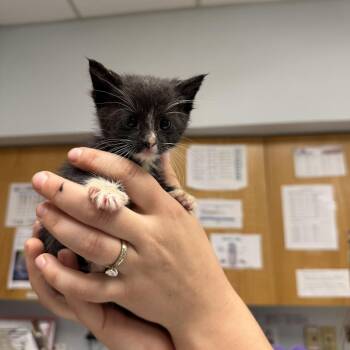 Alp -  Domestic Short Hair Cat for Adoption in Durango, Colorado - Alp | PetCurious