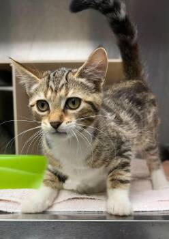 Unknown -  Domestic Short Hair Cat for Adoption in Burgaw, North Carolina - Unknown | PetCurious