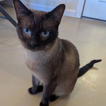 RAJA -  Domestic Short Hair and Siamese Cat for Adoption in La Crescent, Minnesota - RAJA | PetCurious