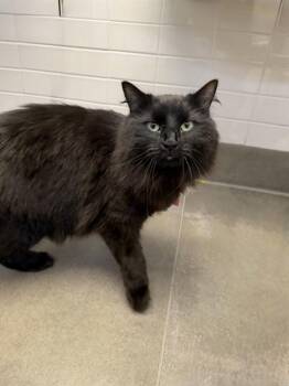 SNOOKUMS -  Domestic Long Hair and Domestic Short Hair Cat Available for Adoption in Omaha, Nebraska - SNOOKUMS | PetCurious
