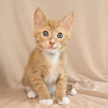 Liam -  Domestic Short Hair Cat for Adoption in Mobile, Alabama - Liam | PetCurious