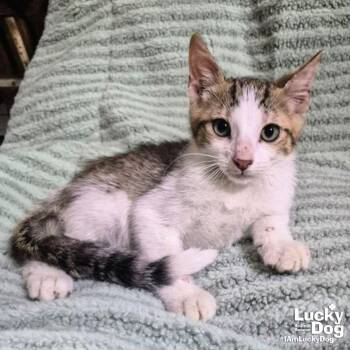 Rio -  Domestic Short Hair Cat for Adoption in Washington, District Of Columbia - Rio | PetCurious