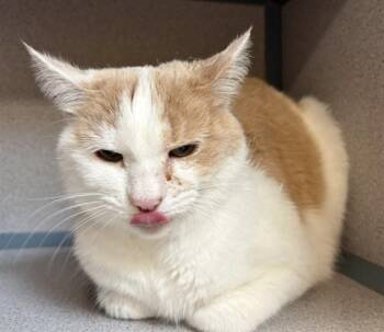 Domestic Short Hair Cats Available for Adoption in Aliquippa, Pennsylvania - BUBBLE | PetCurious