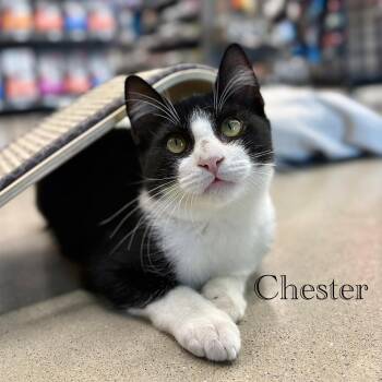Chester -  Domestic Short Hair Cat for Adoption in Hazlet, New Jersey - Chester | PetCurious