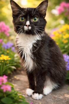 Domestic Short Hair Cats Available for Adoption - Vixen | PetCurious