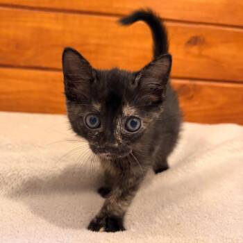 Domestic Short Hair Cats Available for Adoption in San Antonio, Texas - Banks | PetCurious
