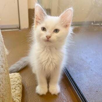 Rainbow dash -  Domestic Medium Hair Cat for Adoption in Agoura Hills, California - Rainbow Dash | PetCurious