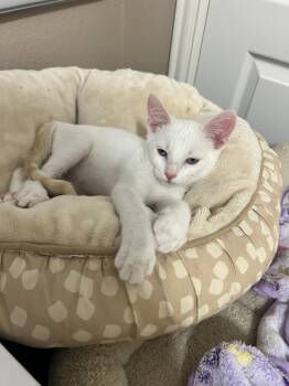 Bush Hammer -  Siamese and Domestic Short Hair Cat for Adoption in Dallas, Texas - Bush Hammer | PetCurious