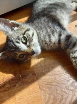 Scout -  Domestic Short Hair Cat for Adoption in Battle Ground, Washington - Scout | PetCurious