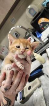 Frank -  Domestic Short Hair Cat for Adoption in Fishers, Indiana - Frank | PetCurious