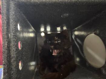 Domestic Long Hair Cats Available for Adoption in Danielsville, Georgia - Yorczyk Feral | PetCurious
