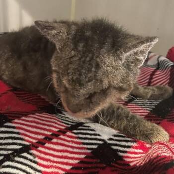 1305-C26 -  Domestic Short Hair Cat for Adoption in Port Charlotte, Florida - 1305-C26 | PetCurious