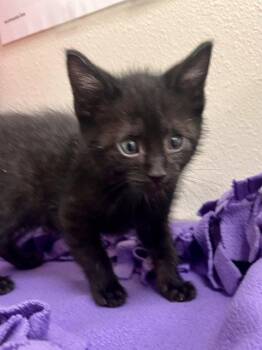 Donkey -  Domestic Short Hair Cat Available for Adoption in Webster, Wisconsin - Donkey | PetCurious