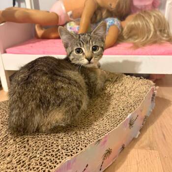 Kit Kat -  Domestic Short Hair Cat for Adoption in Jarrettsville, Maryland - Kit Kat | PetCurious