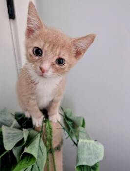 Gumdrop26 -  Domestic Short Hair Cat for Adoption in Youngsville, North Carolina - Gumdrop26 | PetCurious