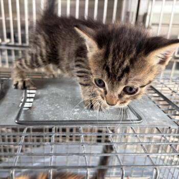 Bitzy -  Domestic Short Hair Cat for Adoption in Edinburg, Texas - Bitzy | PetCurious