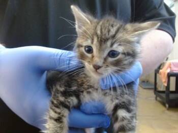 A918987 -  Domestic Short Hair Cat for Adoption in Sacramento, California - A918987 | PetCurious