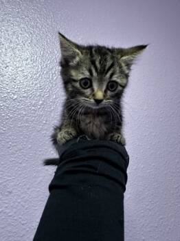 Rescue Domestic Short Hair Cats for Adoption in El Paso, Texas - 59837939 | PetCurious