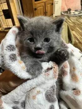 Pepper -  Domestic Short Hair Cat for Adoption in Wyoming, Michigan - Pepper | PetCurious