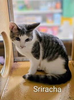 SRIRACH -  Domestic Medium Hair Cat for Adoption in Northfield, Ohio - SRIRACH | PetCurious