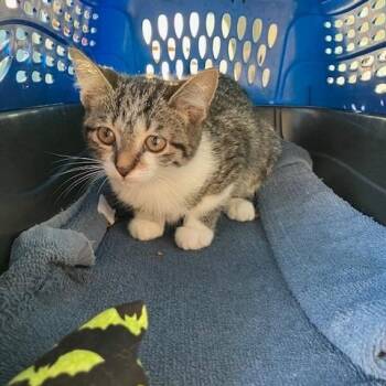 Meenie - Chow Hound Northland -  Domestic Short Hair Cat for Adoption in Grand Rapids, Michigan - Meenie - Chow Hound Northland | PetCurious