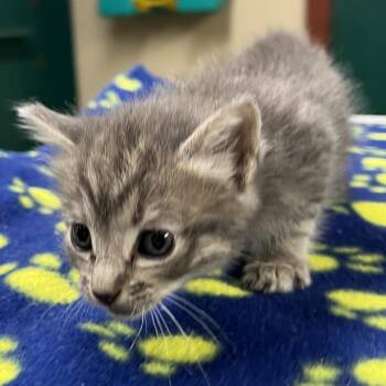 Domestic Short Hair Cats Available for Adoption in Pauls Valley, Oklahoma - Nacho | PetCurious