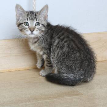 Domestic Short Hair Cats Available for Adoption in Minnetonka, Minnesota - Harris C68991 | PetCurious