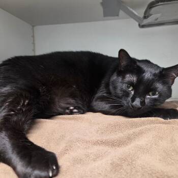 Chunky Monkey -  Domestic Short Hair Cat for Adoption in North Battleford, Saskatchewan - Chunky Monkey | PetCurious