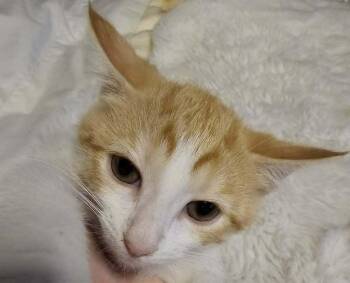 Sapphire -  Domestic Short Hair Cat for Adoption in Dayton, Minnesota - Sapphire | PetCurious
