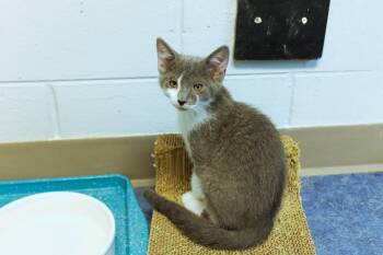 Hank -  American Shorthair Cat for Adoption in Urbana, Ohio - Hank | PetCurious