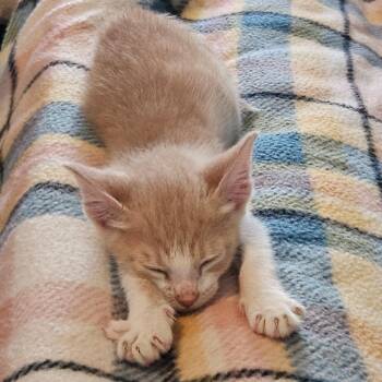 Domestic Short Hair Cats Available for Adoption in San Antonio, Texas - Leon Kennedy | PetCurious