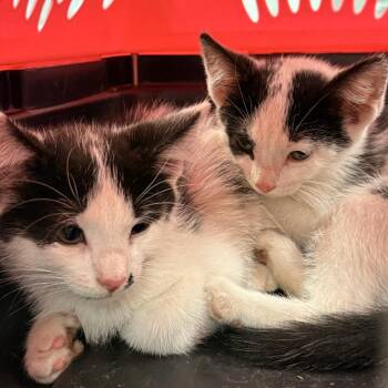 Ivory -  Domestic Short Hair Cat for Adoption in South Elgin, Illinois - Ivory | PetCurious