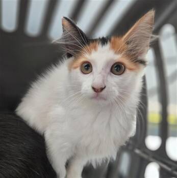 MAU -  Domestic Short Hair Cat for Adoption in Dallas, Texas - MAU | PetCurious