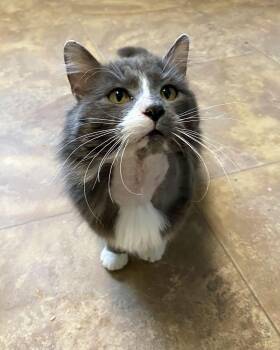 Domestic Long Hair Cats Available for Adoption - Stegman | PetCurious