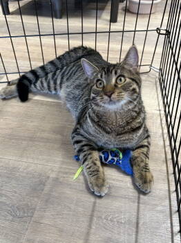 Rescue American Shorthair and Tabby Cats for Adoption in Massapequa, New York - EVERETT | PetCurious