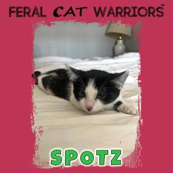 Spotz -  Domestic Short Hair Cat for Adoption in Kingman, Arizona - Spotz | PetCurious