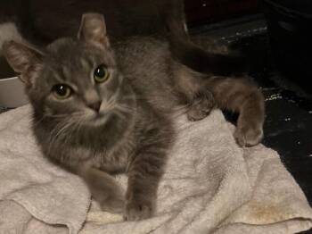 Domestic Short Hair Cats Available for Adoption - Misty | PetCurious