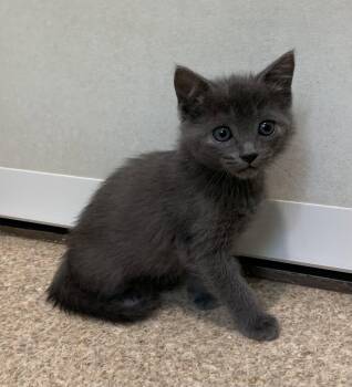 Domestic Short Hair Cats Available for Adoption in Mccormick, South Carolina - Asher | PetCurious