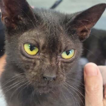 Moonbeam -  Domestic Short Hair Cat for Adoption in Myrtle Beach, South Carolina - Moonbeam | PetCurious