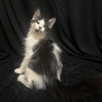 Barrel -  Domestic Medium Hair Cat for Adoption in Port Charlotte, Florida - Barrel | PetCurious