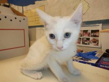 FALCON -  Domestic Short Hair Cat for Adoption in San Jose, California - FALCON | PetCurious