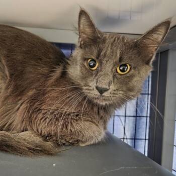 Cheese Curd -  Domestic Medium Hair Cat for Adoption in Oshkosh, Wisconsin - Cheese Curd | PetCurious