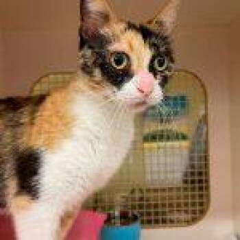 Calliope -  American Shorthair and Domestic Short Hair Cat for Adoption in Richardson, Texas - Calliope | PetCurious