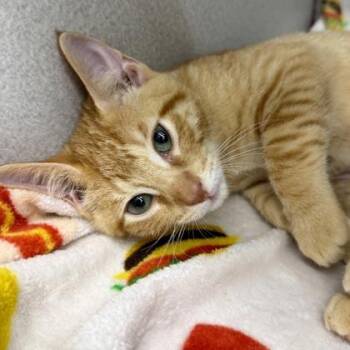 Julius -  Domestic Short Hair Cat for Adoption in Atlanta, Georgia - Julius | PetCurious
