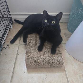 Onyx -  Domestic Short Hair Cat for Adoption in Long Beach, California - Onyx | PetCurious