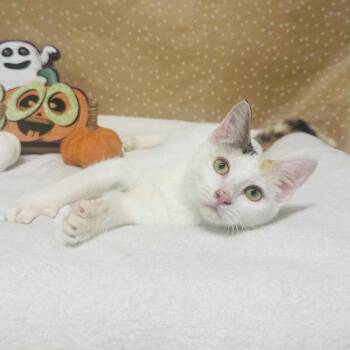 Rescue Domestic Short Hair Cats for Adoption in Groveland, Massachusetts - Marshmallow | PetCurious